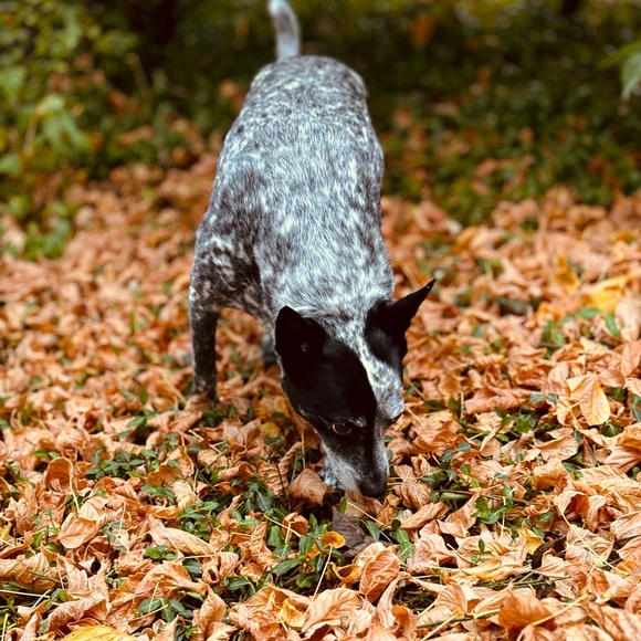 Meet your Posher, Madeline - Picture 2 of 2